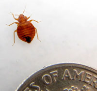 Thumbnail image for bed bug3.jpg
